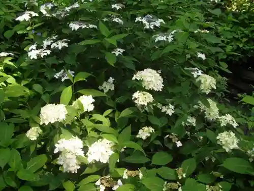 御霊神社の自然