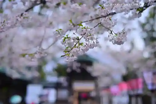 三嶋大社(静岡県)