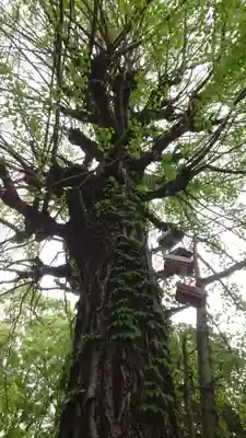 渋谷氷川神社(東京都)