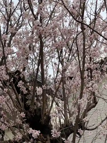 牛込柳町天祖神社の自然
