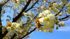 金蛇水神社(宮城県)(2025年04月22日(火) 12時22分32秒投稿)