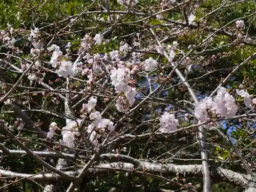 安房神社の自然