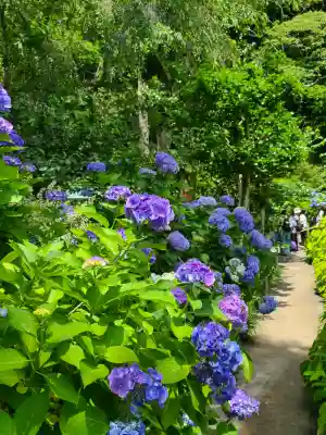 明月院(神奈川県)
