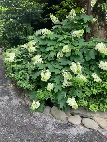 阿佐ヶ谷神明宮の自然