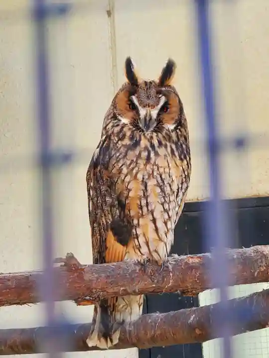 鑁阿寺(栃木県)