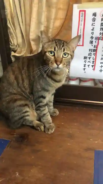 王子神社の動物