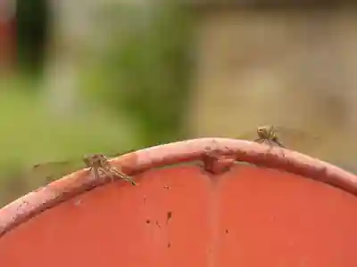留辺蘂神社の動物