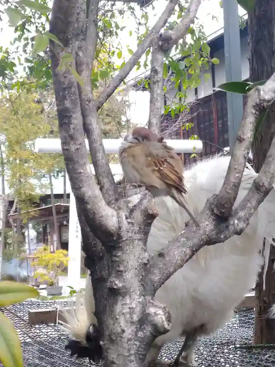 高知大神宮の動物