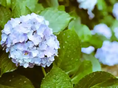 鷲宮神社(埼玉県)