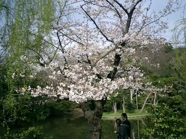 鶴岡八幡宮の自然