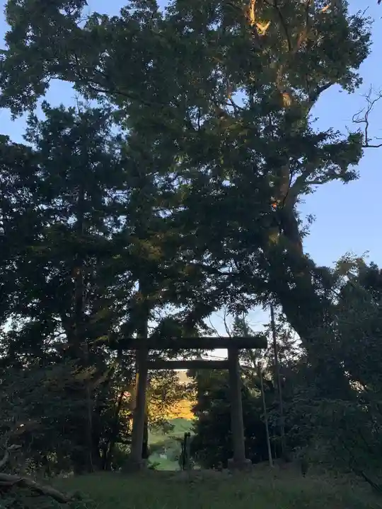 冨崎神社の自然