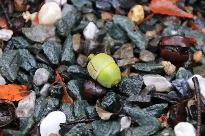 阿邪訶根神社の自然