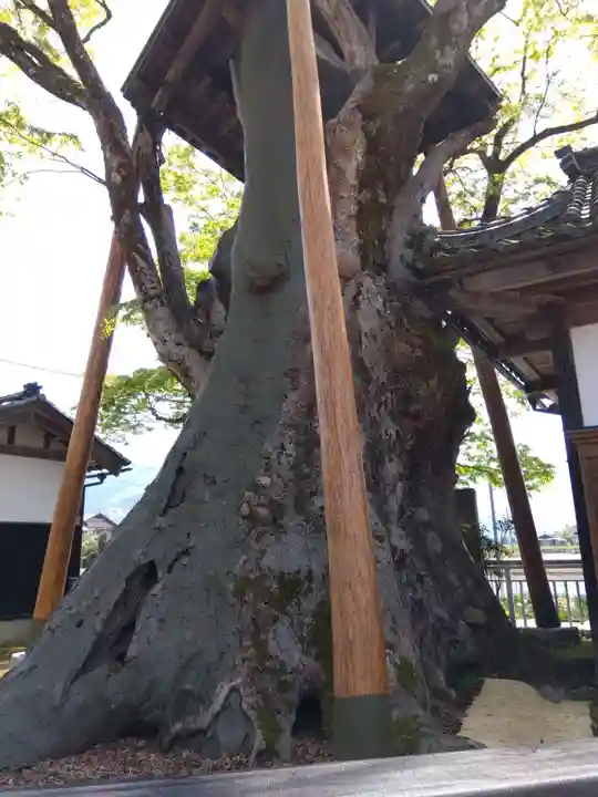 専福寺(福井県)