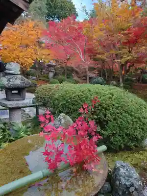圓光寺(京都府)
