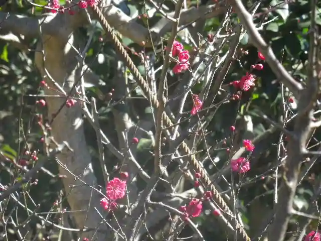 荏柄天神社の自然