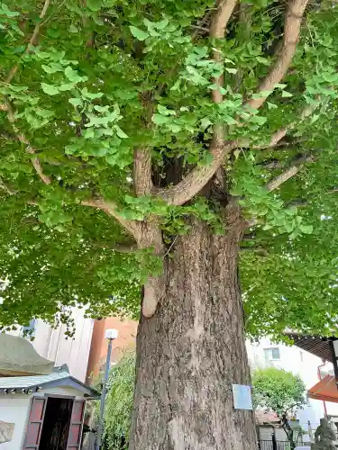 成田山不動大教会(東京都)