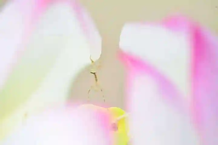 浄土寺(兵庫県)