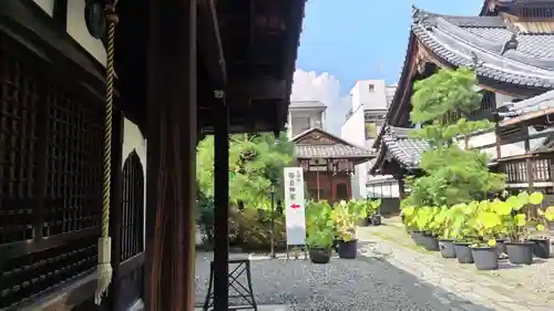 行願寺（革堂）(京都府)