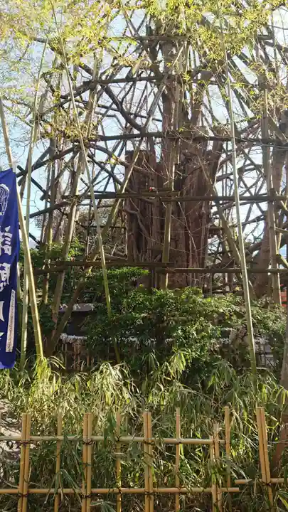 稲毛神社の自然