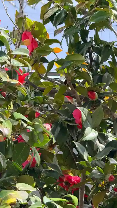 妙見寺の{uncategorized: "未分類", other: "その他", undefined: "問題あり", building: "その他建物", grave: "お墓", sacred_gate: "鳥居", guardian: "狛犬", statue: "像", buddha: "仏像", history: "歴史", nature: "自然", garden: "庭園", animal: "動物", pagoda: "塔", temizu: "手水舎", mountain_gate: "山門・神門", sanctuary: "本殿・本堂", subordinate: "末社・摂社", art: "芸術", scenery: "景色", jizo: "地蔵", ema: "絵馬", goshuin: "御朱印", omikuji: "おみくじ", items: "授与品その他", amulet: "お守り", goshuincho: "御朱印帳", eats: "食事", festival: "お祭り", votive_dance: "神楽", shichigosan: "七五三参", wedding: "結婚式", experience: "体験その他", initially: "初詣", around: "周辺", anti_infection: "感染症対策"}