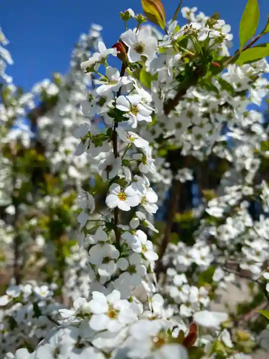 鹿嶋三嶋神社(茨城県)