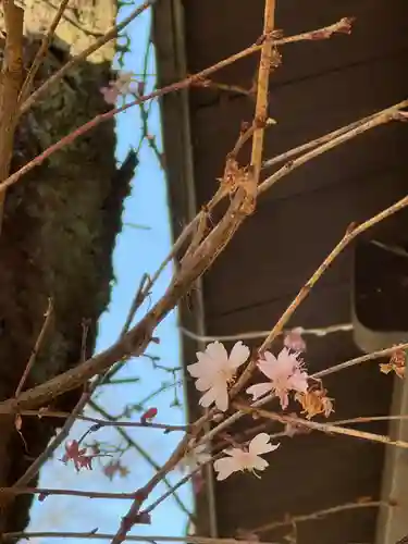 櫻木神社(千葉県)