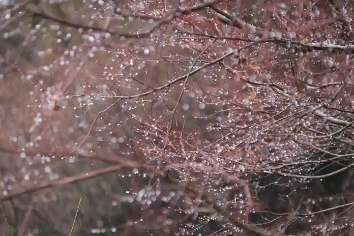 鹿島大神宮の自然