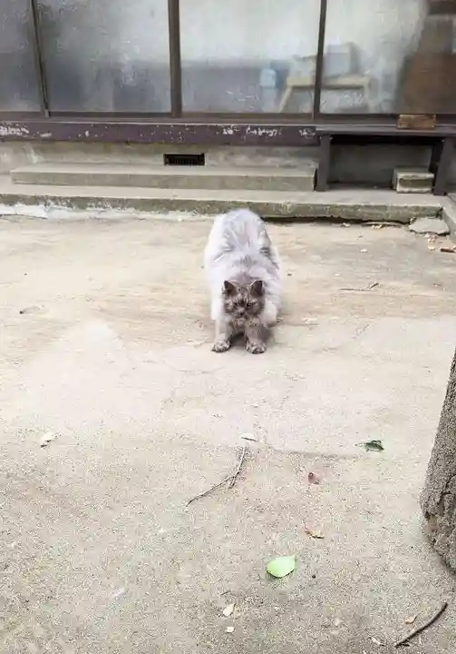 今井神社の動物