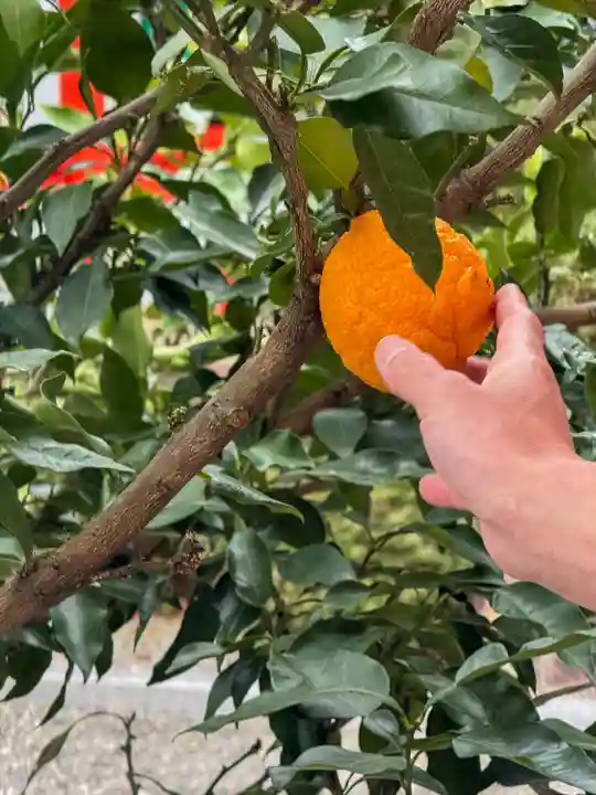 熊野速玉大社(和歌山県)