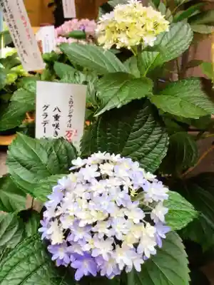 十番稲荷神社(東京都)