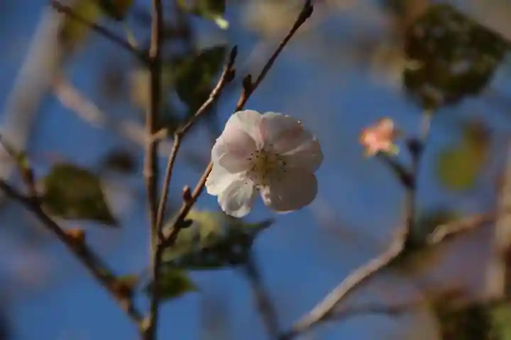 阿久津「田村神社」(郡山市阿久津町)旧社名:伊豆箱根三嶋三社の庭園