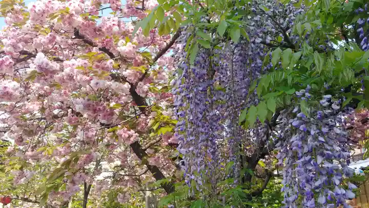 引接寺(千本ゑんま堂)の自然