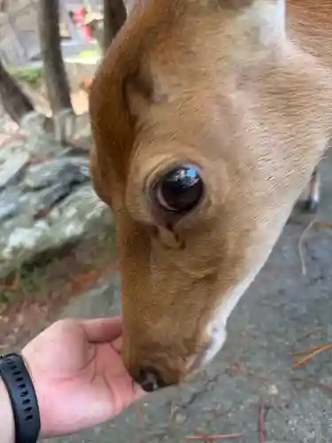 金華山黄金山神社(宮城県)
