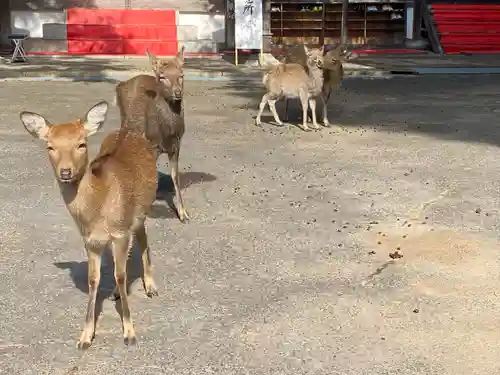 金華山黄金山神社(宮城県)