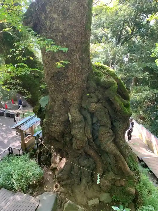 來宮神社の{uncategorized: "未分類", other: "その他", undefined: "問題あり", building: "その他建物", grave: "お墓", sacred_gate: "鳥居", guardian: "狛犬", statue: "像", buddha: "仏像", history: "歴史", nature: "自然", garden: "庭園", animal: "動物", pagoda: "塔", temizu: "手水舎", mountain_gate: "山門・神門", sanctuary: "本殿・本堂", subordinate: "末社・摂社", art: "芸術", scenery: "景色", jizo: "地蔵", ema: "絵馬", goshuin: "御朱印", omikuji: "おみくじ", items: "授与品その他", amulet: "お守り", goshuincho: "御朱印帳", eats: "食事", festival: "お祭り", votive_dance: "神楽", shichigosan: "七五三参", wedding: "結婚式", experience: "体験その他", initially: "初詣", around: "周辺", anti_infection: "感染症対策"}