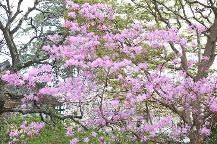 高麗神社の{uncategorized: "未分類", other: "その他", undefined: "問題あり", building: "その他建物", grave: "お墓", sacred_gate: "鳥居", guardian: "狛犬", statue: "像", buddha: "仏像", history: "歴史", nature: "自然", garden: "庭園", animal: "動物", pagoda: "塔", temizu: "手水舎", mountain_gate: "山門・神門", sanctuary: "本殿・本堂", subordinate: "末社・摂社", art: "芸術", scenery: "景色", jizo: "地蔵", ema: "絵馬", goshuin: "御朱印", omikuji: "おみくじ", items: "授与品その他", amulet: "お守り", goshuincho: "御朱印帳", eats: "食事", festival: "お祭り", votive_dance: "神楽", shichigosan: "七五三参", wedding: "結婚式", experience: "体験その他", initially: "初詣", around: "周辺", anti_infection: "感染症対策"}