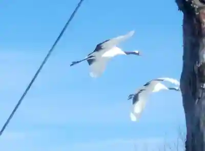 鶴居神社の動物