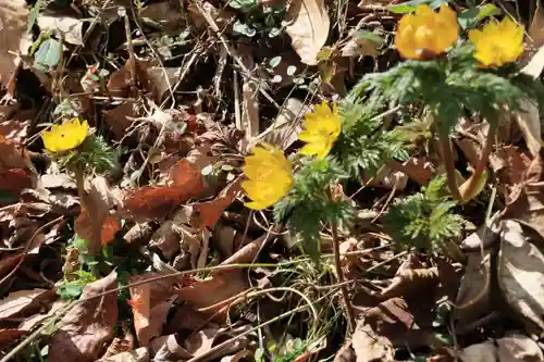 三渡神社の自然