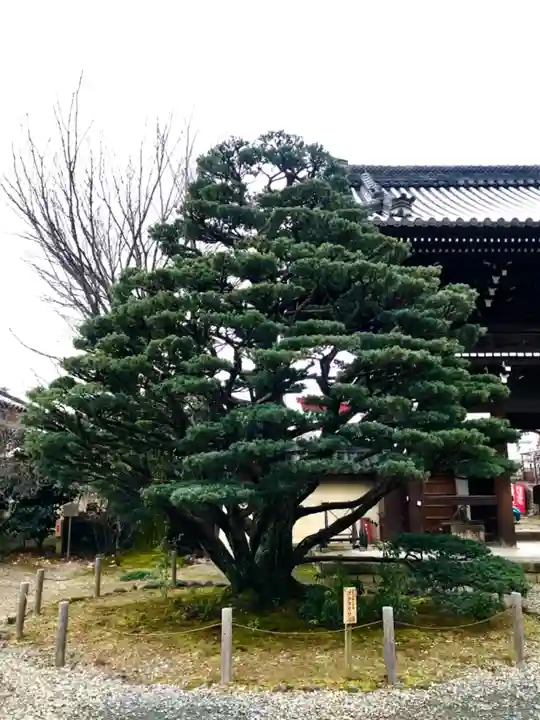 梅宮大社の自然