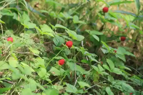鹿島大神宮の自然