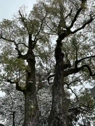 若宮神明社の{uncategorized: "未分類", other: "その他", undefined: "問題あり", building: "その他建物", grave: "お墓", sacred_gate: "鳥居", guardian: "狛犬", statue: "像", buddha: "仏像", history: "歴史", nature: "自然", garden: "庭園", animal: "動物", pagoda: "塔", temizu: "手水舎", mountain_gate: "山門・神門", sanctuary: "本殿・本堂", subordinate: "末社・摂社", art: "芸術", scenery: "景色", jizo: "地蔵", ema: "絵馬", goshuin: "御朱印", omikuji: "おみくじ", items: "授与品その他", amulet: "お守り", goshuincho: "御朱印帳", eats: "食事", festival: "お祭り", votive_dance: "神楽", shichigosan: "七五三参", wedding: "結婚式", experience: "体験その他", initially: "初詣", around: "周辺", anti_infection: "感染症対策"}