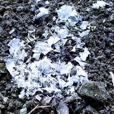 阿久津「田村神社」(郡山市阿久津町)旧社名:伊豆箱根三嶋三社のお祭り