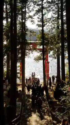 箱根神社の鳥居