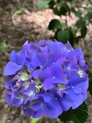高幡不動尊　金剛寺(東京都)