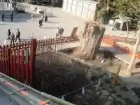 鶴岡八幡宮の自然