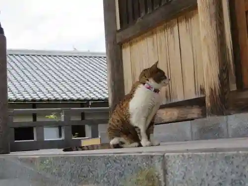 御誕生寺（猫寺）(福井県)
