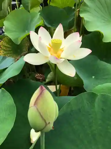 三室戸寺の自然