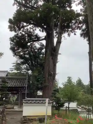 西明寺のその他建物