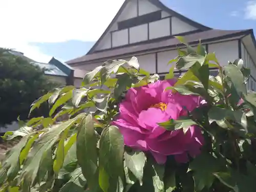 雨竜　専福寺(北海道)