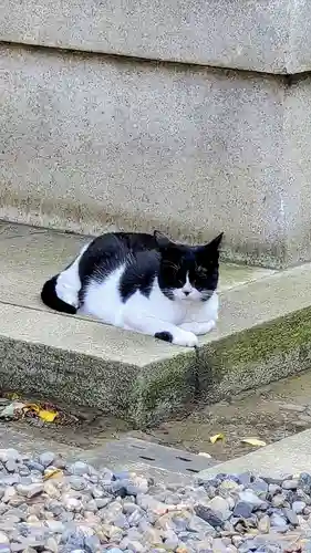 白金氷川神社の動物
